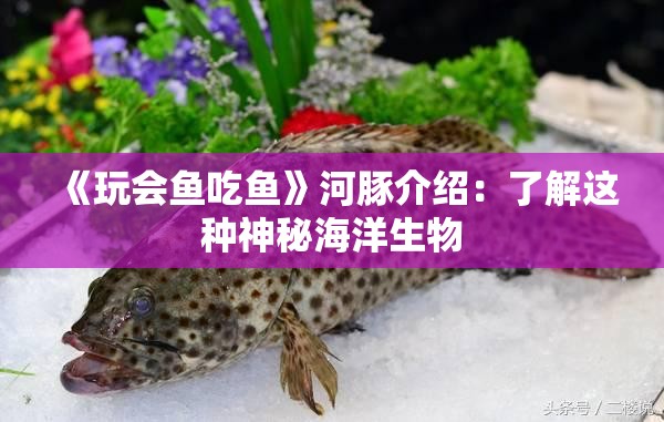 《玩会鱼吃鱼》河豚介绍：了解这种神秘海洋生物